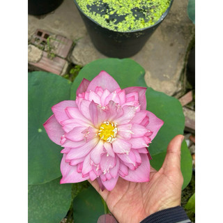 Sen Supper Pink (vua siêng hoa, ship củ, dòng sen củ nhỏ)