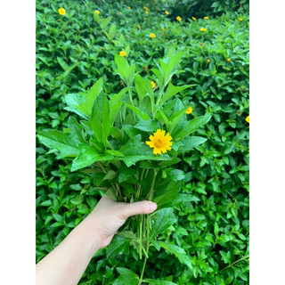 Lá sài đất tươi tắm mát cho bé 1kg