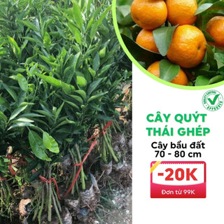 Cây quýt thái ghép bầu đất cao 70 - 80cm cây ghép ra quả sớm