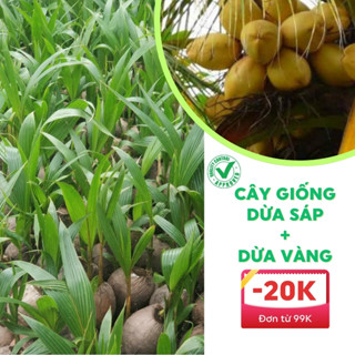 Cây giống dừa sáp đặc ruột dừa kem và cây dừa vang tam quan có trái sớm