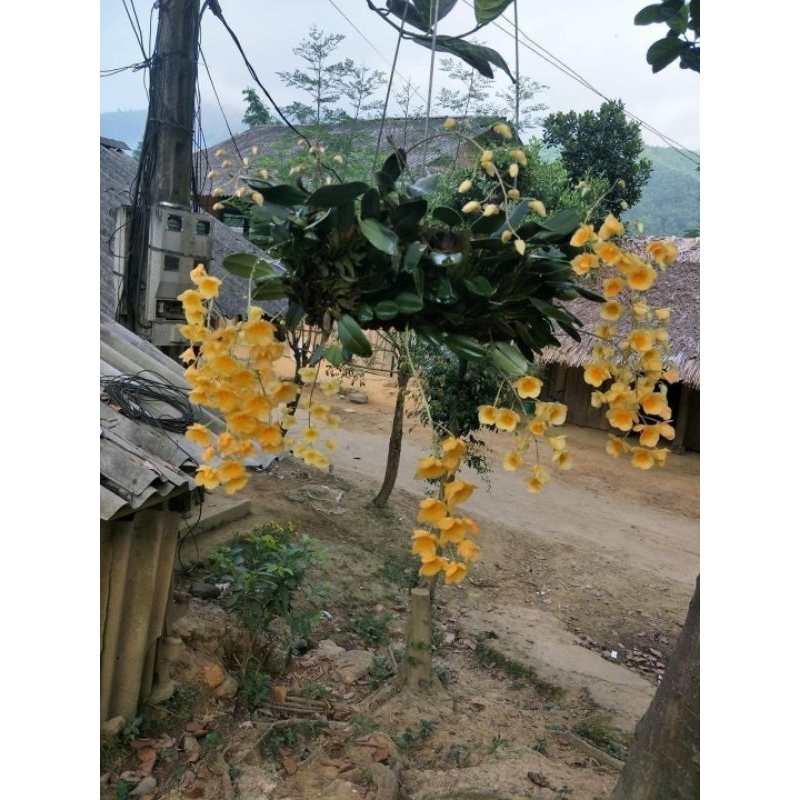 1 bó lan Vảy Rồng