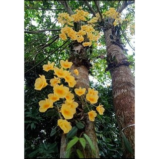 1 bó lan Vảy Rồng