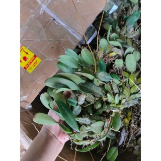 1 bó lan Vảy Rồng