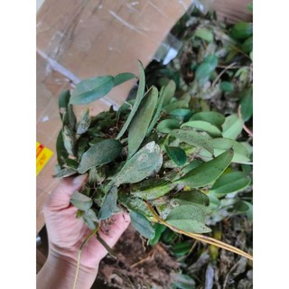 1 bó lan Vảy Rồng