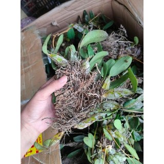 1 bó lan Vảy Rồng