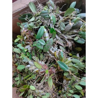 1 bó lan Vảy Rồng