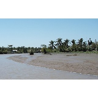 Đất phù sa trồng cây rất tốt