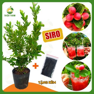 Cây SIRO THIỆN FARM quả chua ngọt thơm mát, làm mứt, giải khát, trồng chậu, thùng xốp, ban công, sân thượng, cao 60cm