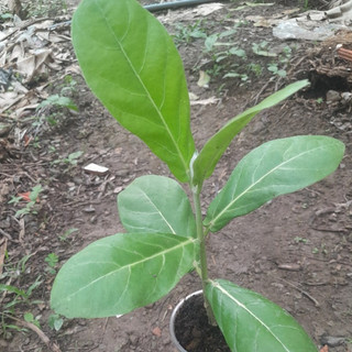 Cây Bồng Bồng Lá Hen cây giống dùng làm dược liệu