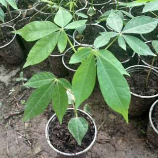 Cây Gòn Gai giống dùng làm dược liệu