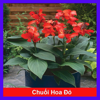 Củ cây hoa chuối kiểng