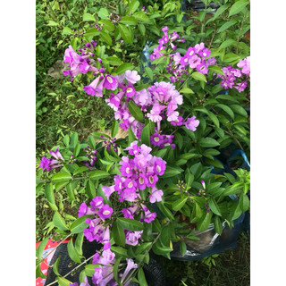 Cây giống hoa lan tỏi tím cao 30-40cm