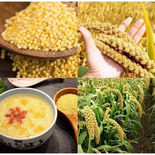 Hạt kê vàng đã tách vỏ cho bé ăn dặm, nấu bánh kê chè cháo kê đặc sản nghệ an- hạt kê vàng