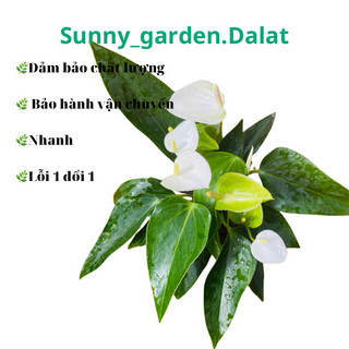 Chậu mềm Hồng môn trắng lùn, size để bàn cực xinh