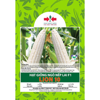 HẠT GIỐNG BẮP NẾP TRẮNG F1 Hai mũi tên đỏ 100GRAM, GÓI 350 hạt hạt giống ngô nếp lai F1