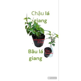Cây giống lá giang nấu canh chua dễ trồng.