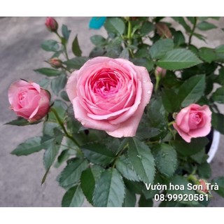 Cây hồng hà lan hồng, cánh lụa.
