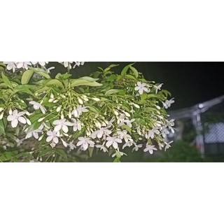 Mai chiếu thủy hoa trắng thơm