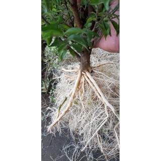 Mai chiếu thủy hoa trắng thơm
