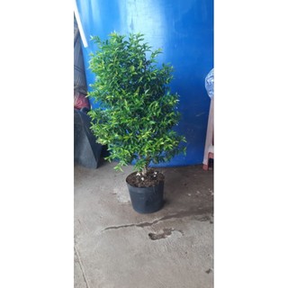 Mai chiếu thủy hoa trắng thơm