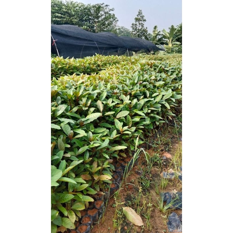 Cây giống gáo vàng