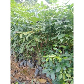 Cây giống xà cừ cao 40 50 cm