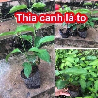 Cây giống thìa canh lá to