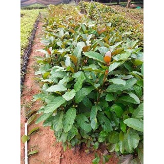 Cây giống gáo vàng