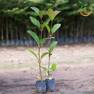 Cây giống gáo vàng