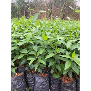 Cây giống thìa canh lá nhỏ