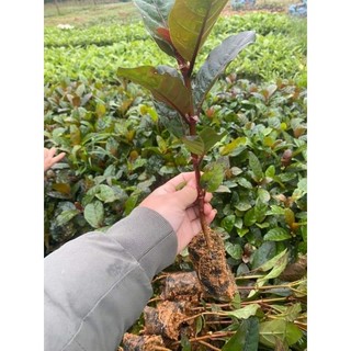 Cây giống gáo vàng