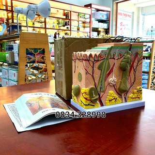 Mô hình cấu tạo cấu trúc da người mẫu lớn/ nhỏ