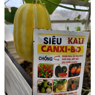 Siêu canxi bo tăng khả năng đậu quả, hạn chế nứt quả thối đít quả
