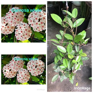 Giò hoa lan cẩm cù trắng giò to
