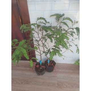Chậu me th.ái