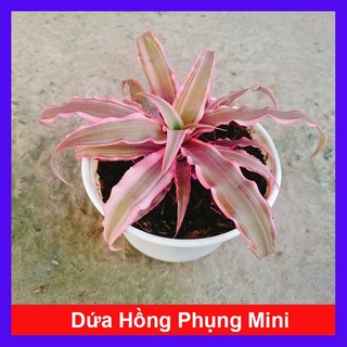Cây Dứa Hồng Phụng cây cảnh mini để bàn