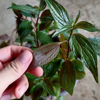 Hạt Giống Cây Thuốc Dòi Tím ( Cây Bọ Mắm )