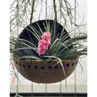 Cây không khí Hồng hạnh size bé (đường kính 10cm)