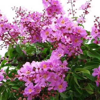 Cây giống bằng lăng tím ( cây cao 40 50 cm)