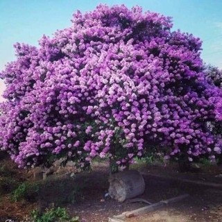 Cây giống bằng lăng tím