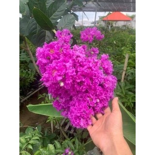 Cây giống bằng lăng tím ( cây cao 40 50 cm)