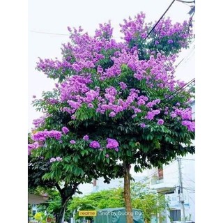 Cây giống bằng lăng tím ( cây cao 40 50 cm)