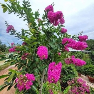 Cây giống bằng lăng tím ( cây cao 40 50 cm)
