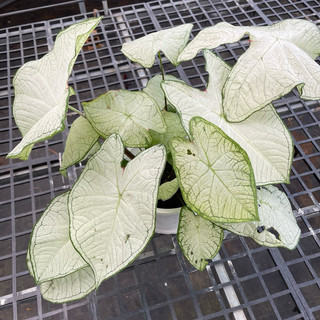 Chậu cây giống Caladium Moonlight