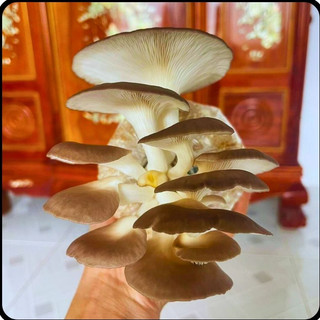 Phôi nấm Bào ngư và Sò thái (Combo 2 Bào ngư, 1 Sò)