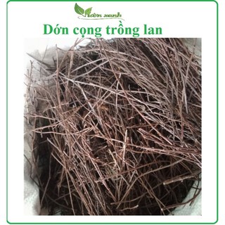 (Hàng mới về- Dớn nhẹ, cọng dài, đẹp) Dớn cọng trồng lan 100gr ( thoáng, giư ẩm tốt, ít mục)