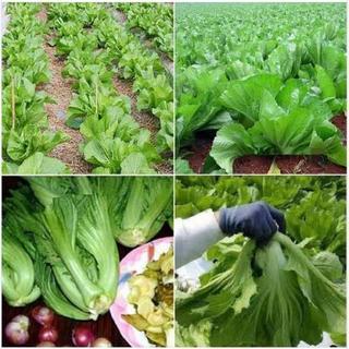 Hạt giống rau Cải bẹ dưa