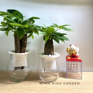 Cây kim ngân thủy sinh để bàn làm việc, bàn học, phòng khách dễ chăm sóc