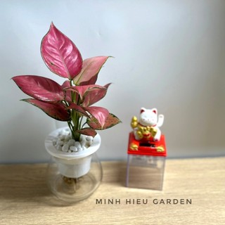 Cây vạn lộc đỏ thủy sinh trang trí nội thất