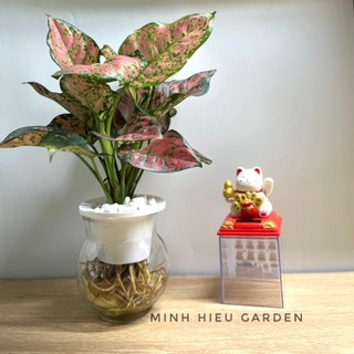 Cây vạn lộc, cây thiên phú thủy sinh dễ chăm sóc mang nhiều may mắn, tài lộc